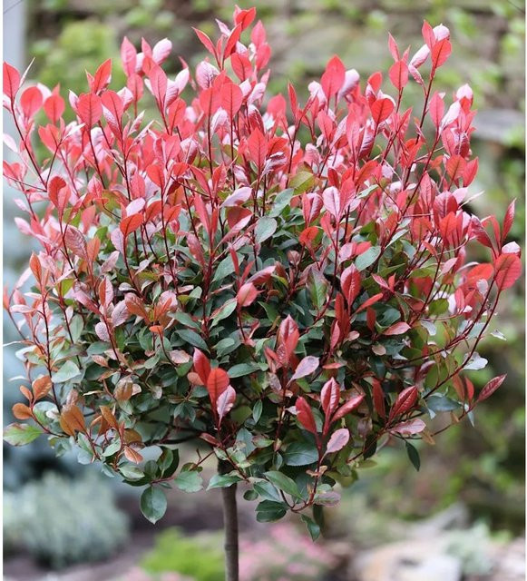 Glanzmispel Red Robin Photinia fraseri Hochstamm als Heckenpflanze, Höhe: 100-125 cm - Bild 1