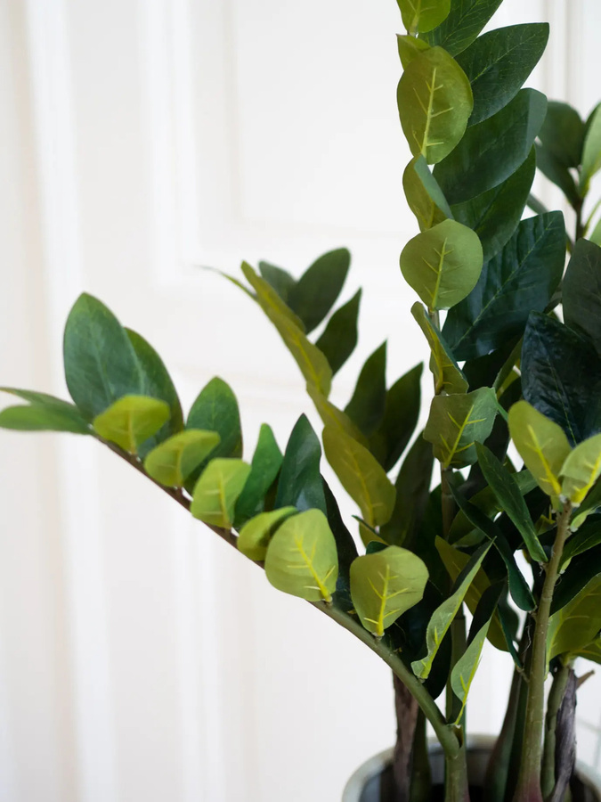 Künstliche Zamioculcas Elena von Aplanta in Grün, Höhe: 70 cm - Bild 4