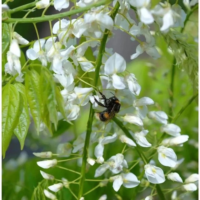 Weißblühender Seiden-Blauregen Wisteria brachybotrys als Kletterpflanze von Nr-01.de, Farbe: Weiß, Höhe: 60-80 cm - Bild 1
