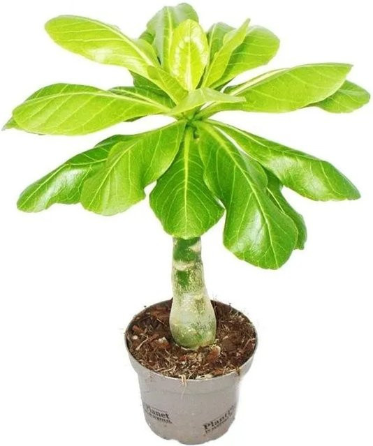 Exotenherz Hawaiipalme Brighamia Insignis Sukkulente in Grün und Gelb - Bild 1