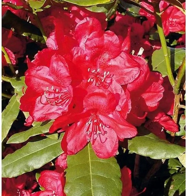 INKARHO Rhododendron Hachmanns Feuerschein Alpenrose, roter Zierstrauch, 30-40 cm - Bild 1