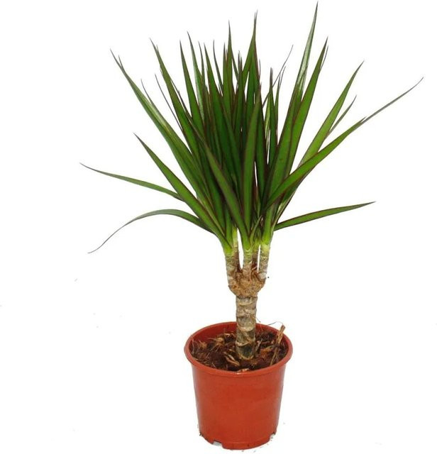 Exotenherz Drachenbaum Dracaena Marginata grüne Zimmerpflanze für den Innenbereich - Bild 1