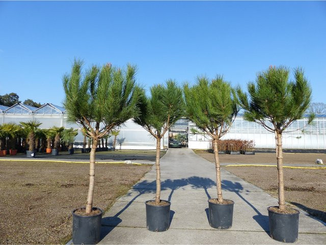 Pinus Pinea Mittelmeerkiefer Premium XL Stamm, 180 cm Höhe, winterhart - Bild 1