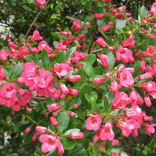 Arborix Escallonia Andenstrauch Donard Seedling, Immergrün mit rosa und weißen Blüten, Höhe: 40 bis 50 cm - Bild 1