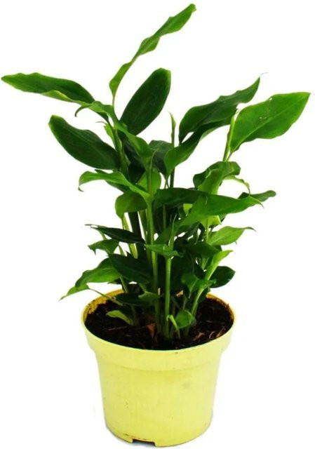 Exotenherz Kardamom Elettaria Cardamomum Zimmerpflanze mit Zimtduft im 12cm Topf - Bild 1