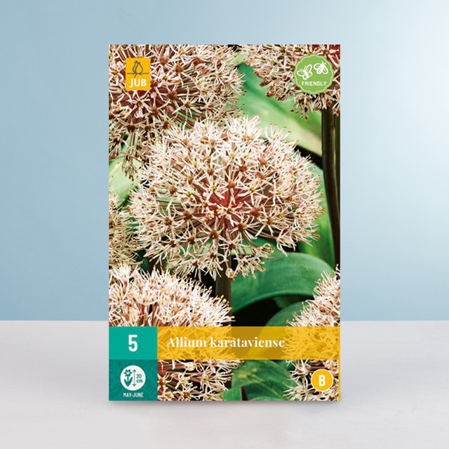 Allium Karataviense Zierlauch von BLUME2000 mit 5 Zwiebeln für Gartenbeet und Kübelpflanze - Bild 1
