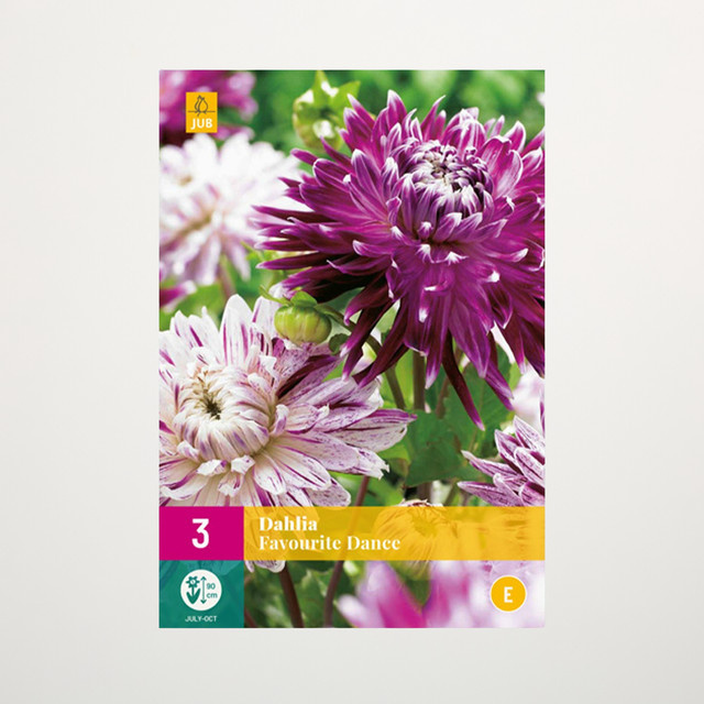 Dahlien Favourite Dance Mix von BLUME2000 mit 3 Knollen für Gartenbeet, Kübel, Balkon oder Terrasse - Bild 1