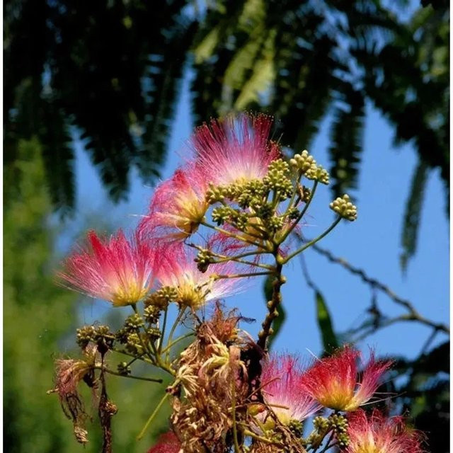 Seidenakazie Evis Pride Albizia julibrissin Schlafbaum mit pinkfarbenen Blüten, Höhe: 125-150 cm - Bild 1