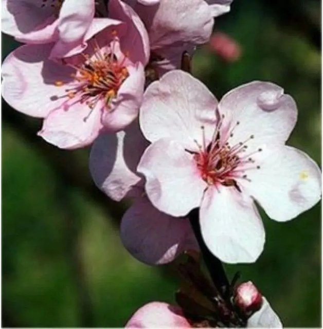 Essbare Blutpflaume Prunus cerasifera als roter Strauch für deinen Garten, Höhe: 80-100 cm - Bild 1