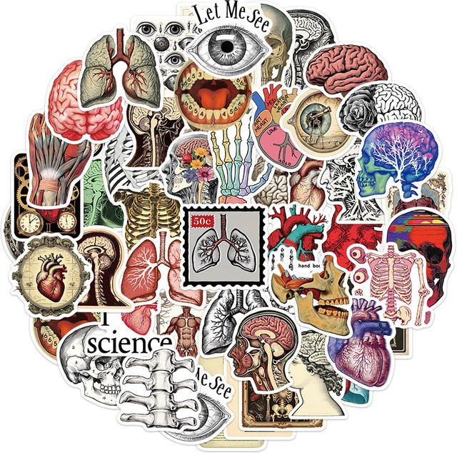 Charile Anatomie Organe Aufkleber, Cartoon, multicolour - Bild 1