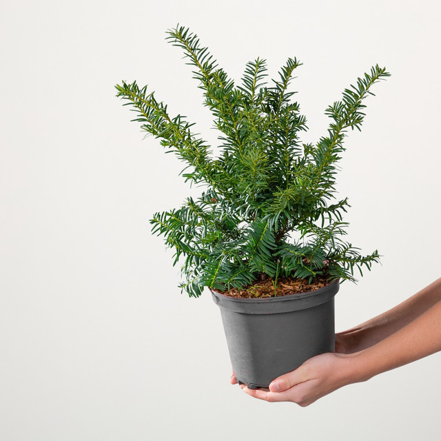 Eibe Summergold Taxus baccata Konifere von BLUME2000 Höhe: 120 cm - Bild 1