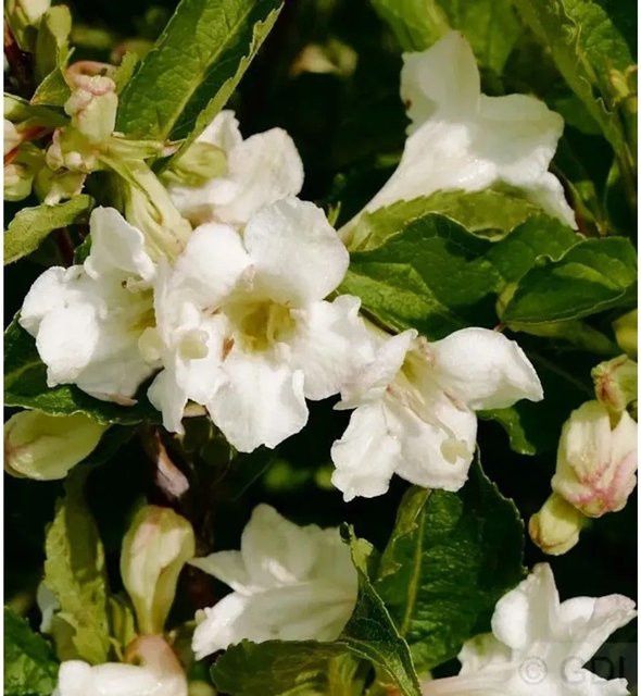 Weigela Snowflake Ziergehölz in Weiß als Solitär- oder Heckenpflanze - Bild 1