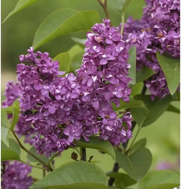 Edelflieder Charles Joly Syringa vulgaris in Lila, 60-80 cm - Bild 1
