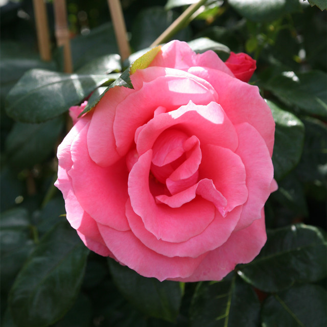 Kletterrose Lawinia von Tantau in Rosa mit Blüte von Juni bis Oktober - Bild 1