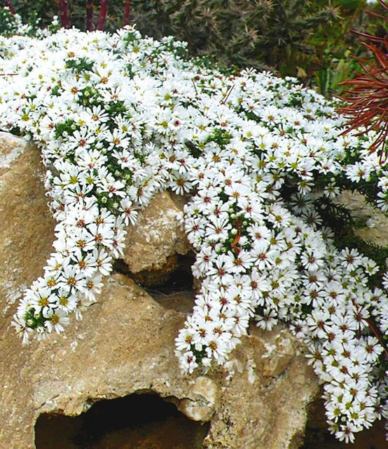 Steinaster Snowflurry - Bild 1