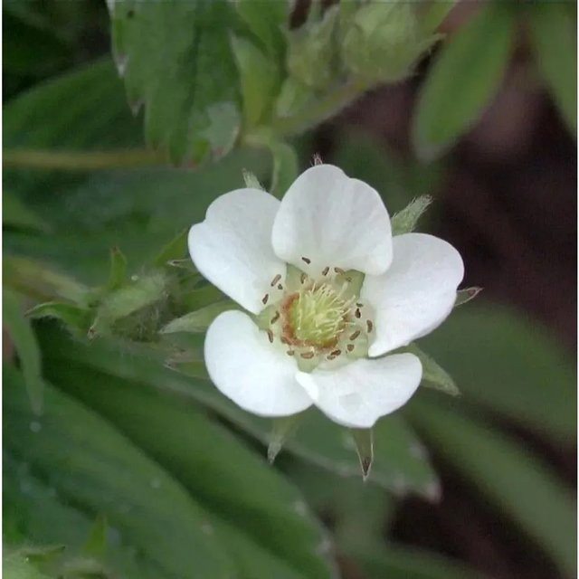 Weißes Fingerkraut Sterilis Potentilla alba als mehrjährige Bodendecker-Pflanze in Weiß von Nr-01.de - Bild 1