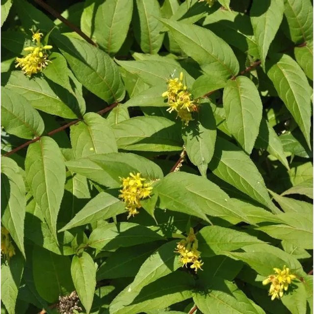 Amerikanische Weigelie Diervilla splendens als Zierstrauch für den Garten, Gelb und Grün, Höhe: 40-60 cm - Bild 1