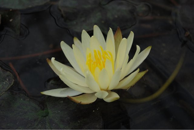 GROW by OBI Seerosen Set Nymphaea Sulphurea in Gelb für den Gartenteich im Topf - Bild 1