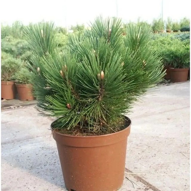 Kompakte Schlangenhautkiefer Dem Ouden Pinus eucodermis für deinen Garten - Bild 1
