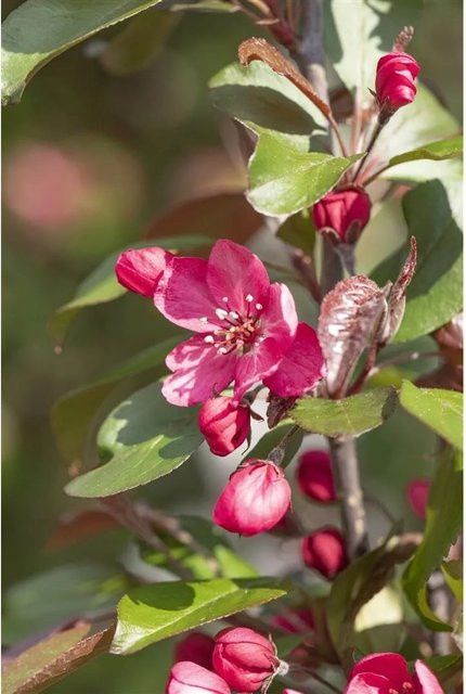 Malus Royalty Zierapfel in Dunkelrot mit einer Stammhöhe von 120 cm - Bild 1