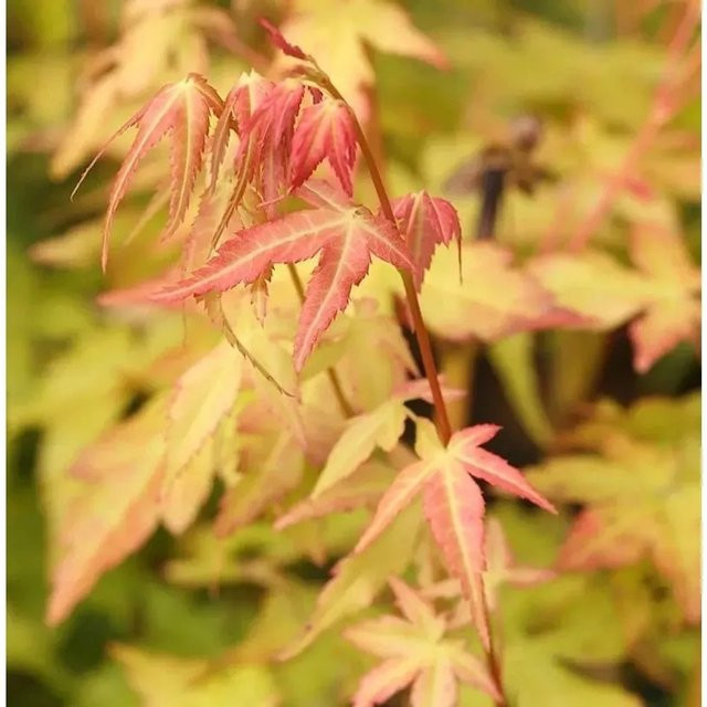 Fächerahorn Bii-Hoo Acer palmatum von Nr-01.de, Höhe: 100-125 cm - Bild 1