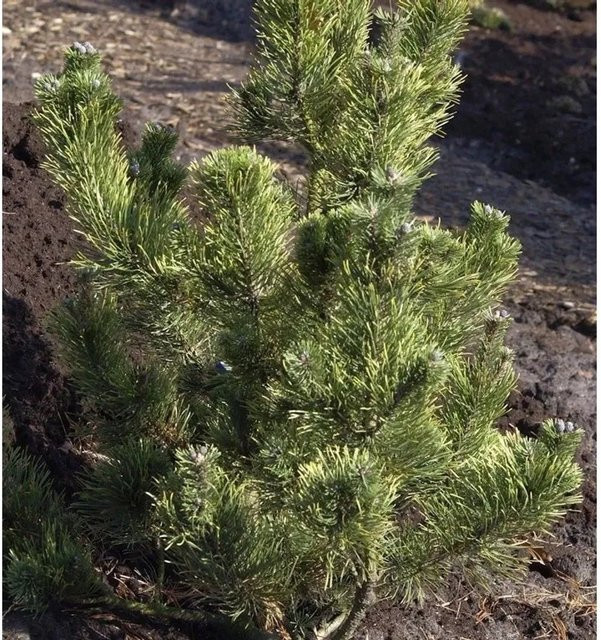 Bergkiefer Pinus mugo als grüner Solitärstrauch von Nr-01.de - Bild 1