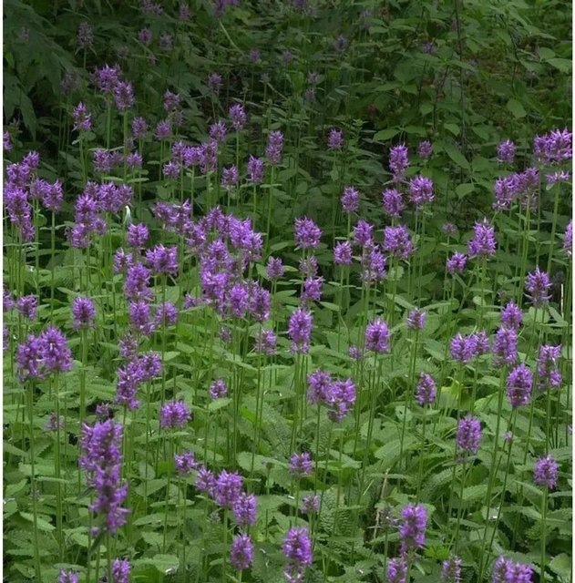 Echter Ziest Betonica officinalis pflegeleichte mehrjährige Gartenpflanze in Pink - Bild 1