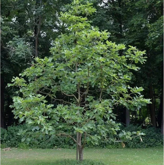 Japanische Kaisereiche Quercus dentata von Nr-01.de, Farbe: Grün, Höhe: 60-80 cm - Bild 1