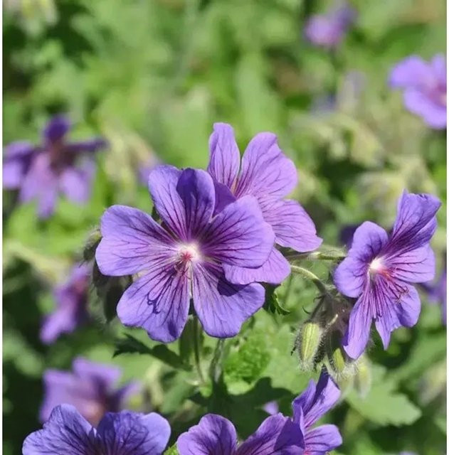 Geranium magnificum Pracht Storchschnabel von Nr-01.de als mehrjährige Beetpflanze für Steingärten - Bild 1