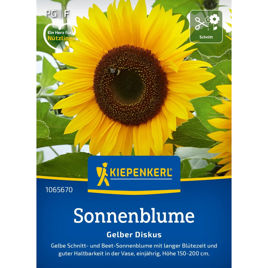 Kiepenkerl Sonnenblume Gelber Diskus Helianthus Schnittblume - Bild 2