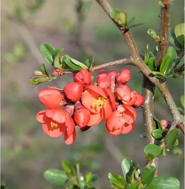 Zierquitte Mango Storm Chaenomeles als Heckenpflanze oder Solitärpflanze von Nr-01.de in Orange und Rot, Höhe: 60-80 cm - Bild 1