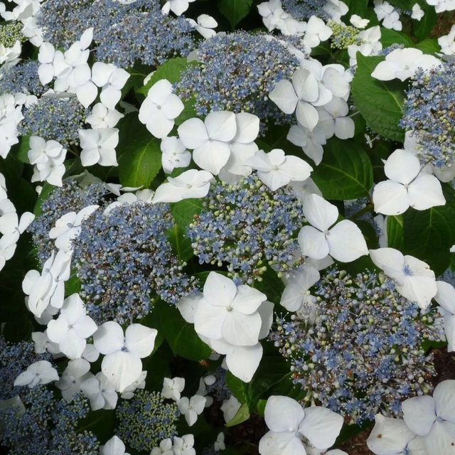 Arborix Hortensie Mariesii Grandiflora Hydrangea macrophylla Zierstrauch mit Tellerblüten im Container - Bild 1