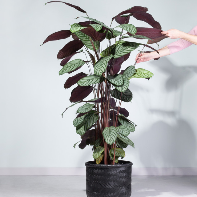 Ctenanthe Calathea Oppenheimiana XL Zimmerpflanze von BLUME2000 in Grün und Rot - Bild 1