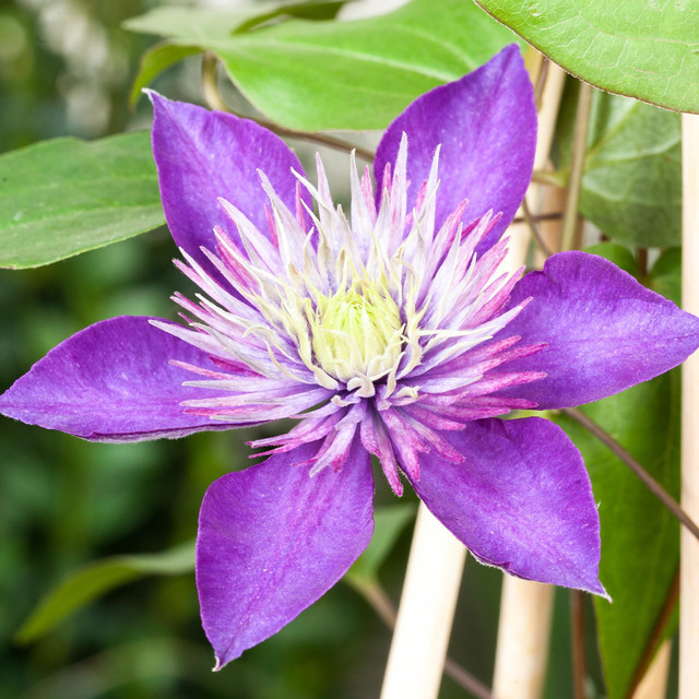 Clematis Multi Blue Kletterpflanze von BLUME2000 - Bild 1