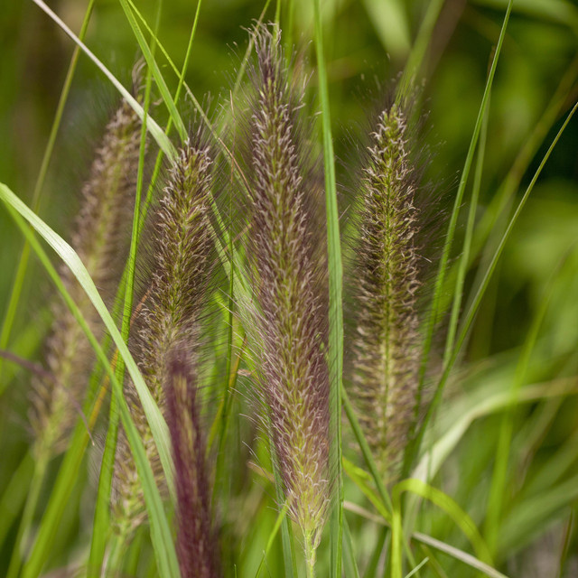 3er Set Lampenputzergras Pennisetum Viridescens von BLUME2000 als mehrjährige Gartenpflanze - Bild 1