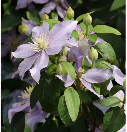 Clematis Waldrebe Justa blaue Kletterpflanze für Garten und Kübelpflanzen 60-80cm