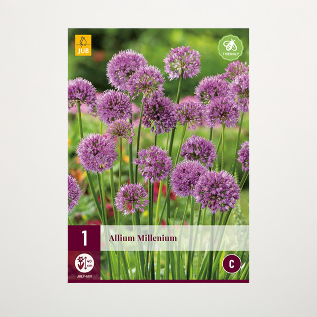 Allium Millenium Zierlauch Zwiebel von BLUME2000 - Bild 1