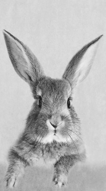 Pro Art Dekopanel Rabbit B: 30 cm, H: 15 cm - Bild 1
