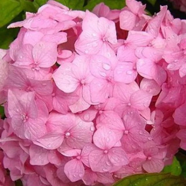 Arborix Hortensie Sibilla Hydrangea macrophylla mit kugelförmigen Blüten in Pink und Rot im Container - Bild 1