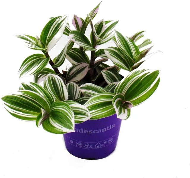Exotenherz Dreimasterblume Tradescantia White pflegeleichte hängende Zimmerpflanze in Weiss und Grün im 12 cm Topf - Bild 1