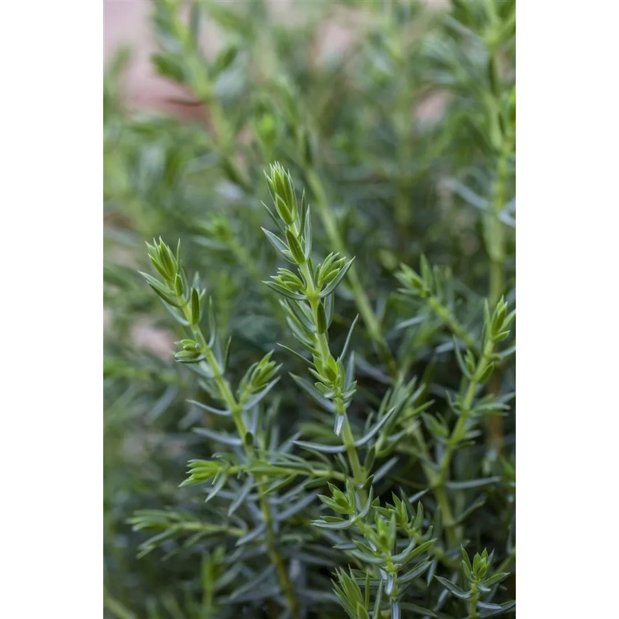 Juniperus Communis Arnold Wacholder als grüner Strauch für den Garten und als Heckenpflanze, Höhe: 40–50 cm - Bild 2