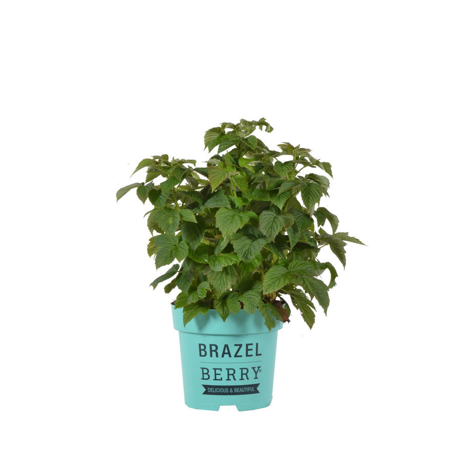 Rubus BrazelBerry Himbeere Raspberry Shortcake Beerenstrauch im Topf, Höhe: 25-30 cm - Bild 2