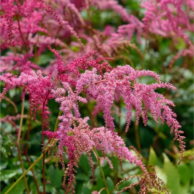 Astilbe simplicifolia Prachtspiere Straußenfeder pink Stauden von Nr-01.de - Bild 1