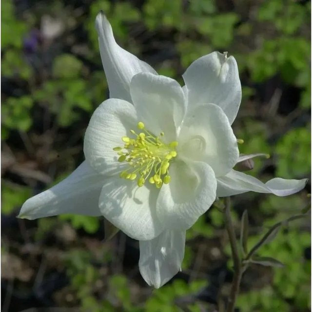 Akelei Kristall Aquilegia caerulea weiße Staude für den Garten - Bild 1