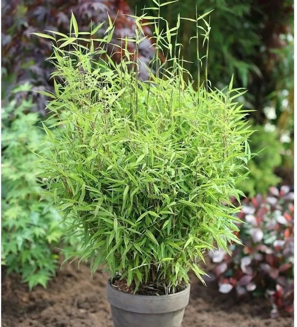 Fargesia murielae Gartenbambus Bimbo grün, Höhe: 40-60 cm - Bild 1
