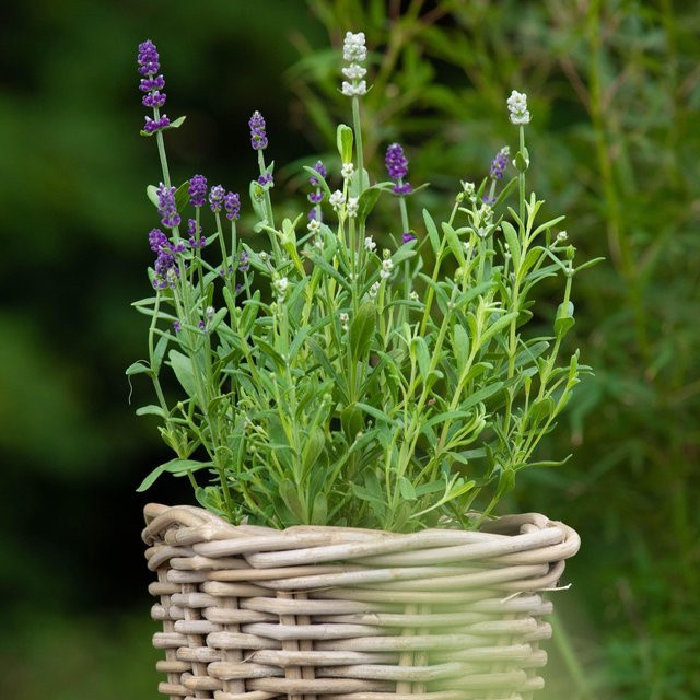 Lavendel Twin Lavandula, violett-weiß, mehrjährige Gartenpflanze für den Außenbereich - Bild 1