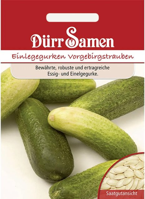 Dürr Einlegegurken Vorgebirgstrauben Saatgut - Bild 1