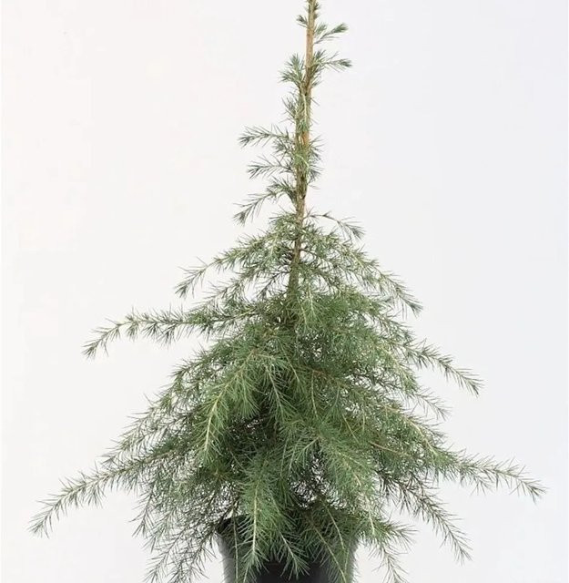 Himalaya Zeder Cedrus deodara blaugrün 60-80 cm - Bild 1
