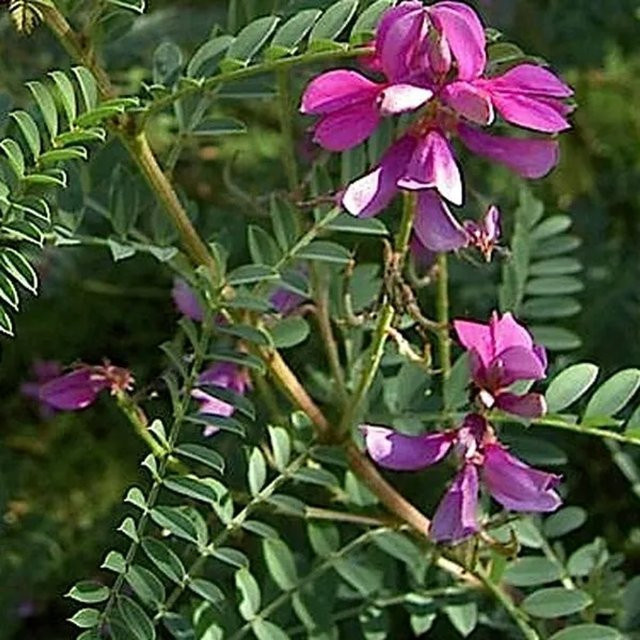 Arborix Indigostrauch Gerardiana Indigofera heterantha in Container, Farbe: Pink/Lila, Höhe: 40 bis 60 cm - Bild 1