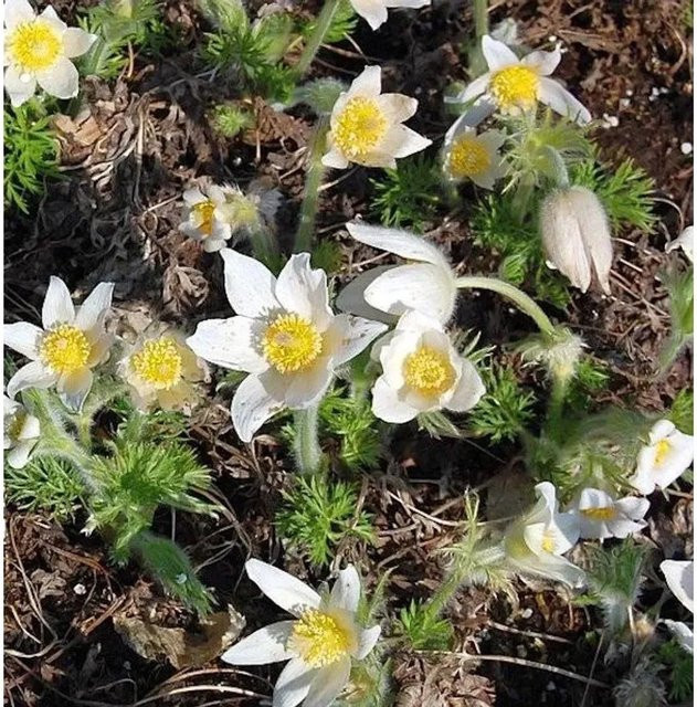 Weiße Küchenschelle Pulsatilla vulgaris als mehrjährige Gartenpflanze - Bild 1